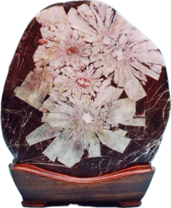 菊花石
