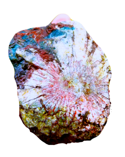 菊花石