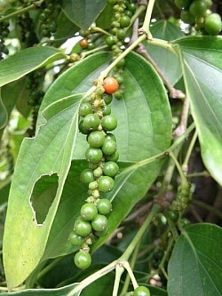 胡椒